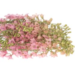 Delphinium rosa Sensation extra 70cm