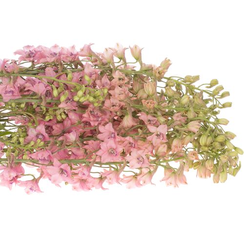 Delphinium rosa Sensation extra 70cm