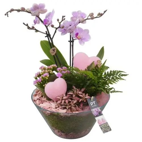 Phal.Arr PTVMG4951 T26 H043