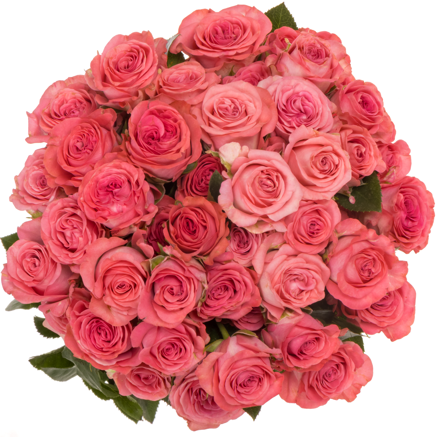 Rose verzweigt rosa Jessy 5+Blüte 50cm