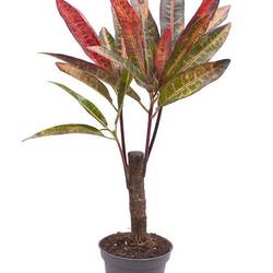 Codiaeum Variegatum Excurrens T06 H025