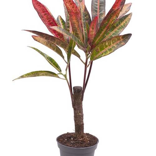 Codiaeum Variegatum Excurrens T06 H025