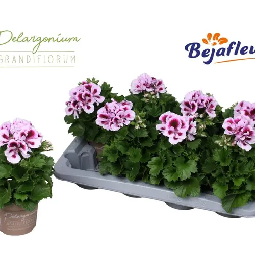 Pelargonium Grand. rosa mix Emma T12 H025