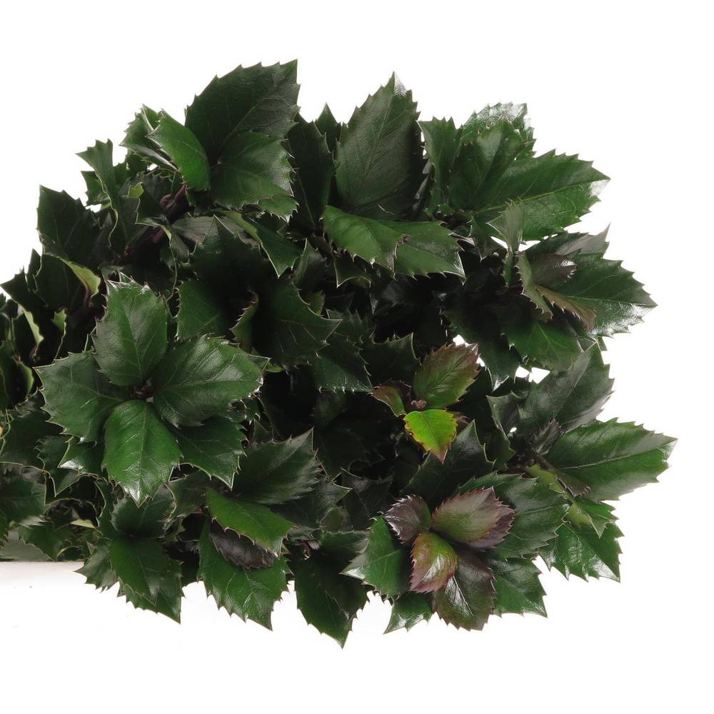 Ilex blue Prince 60cm