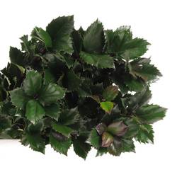 Ilex blue Prince 60cm