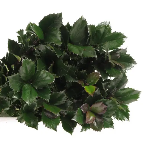 Ilex blue Prince 60cm