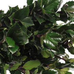 Ilex blue Prince 60cm
