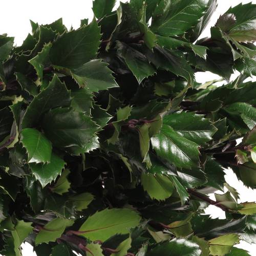 Ilex blue Prince 60cm