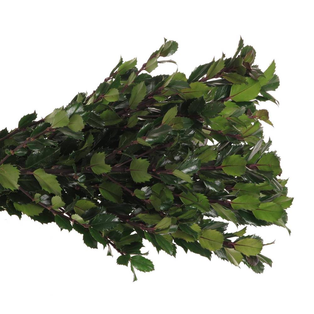 Ilex blue Prince 60cm