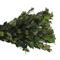 Ilex blue Prince 60cm