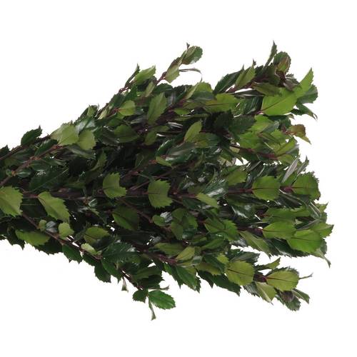 Ilex blue Prince 60cm