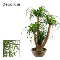 Beaucarnea Verzweigt T40 H120