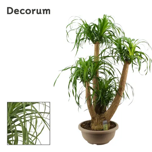 Beaucarnea Verzweigt T40 H120