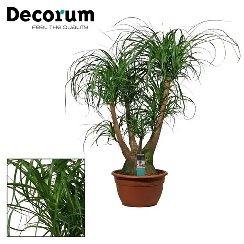 Beaucarnea Verzw. T40 H120