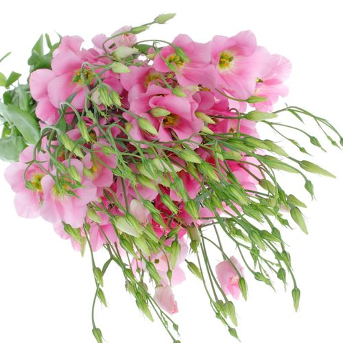 Lisianthus rosa Botanic 5+Blüte 70cm