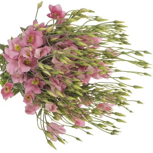 Lisianthus rosa Botanic 5+Blüte 70cm