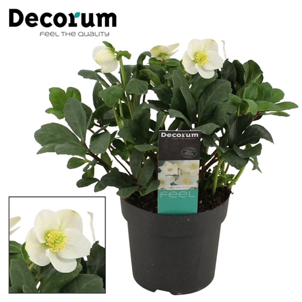 Helleborus Christmas Carol XL T17 H035