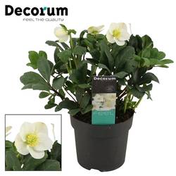 Helleborus Christmas Carol XL T17 H035