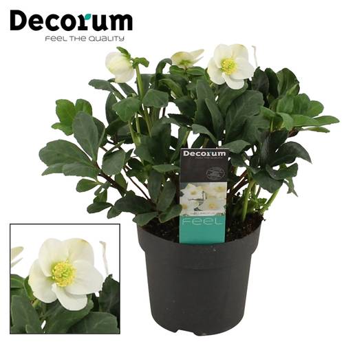 Helleborus Christmas Carol XL T17 H035