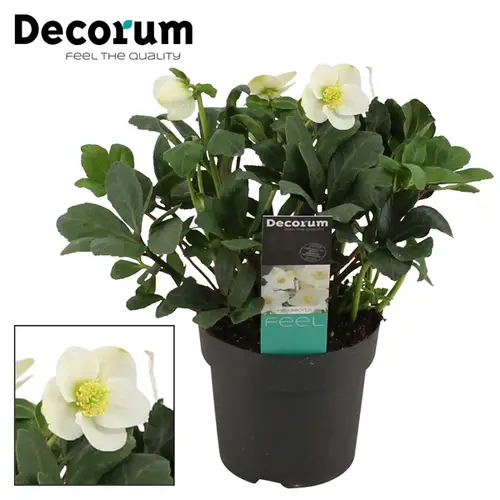 Helleborus Christmas Carol XL T17 H035