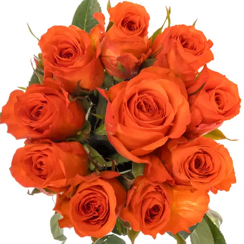 Rose orange Garfield 40cm