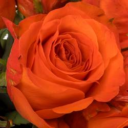 Rose orange Garfield 40cm