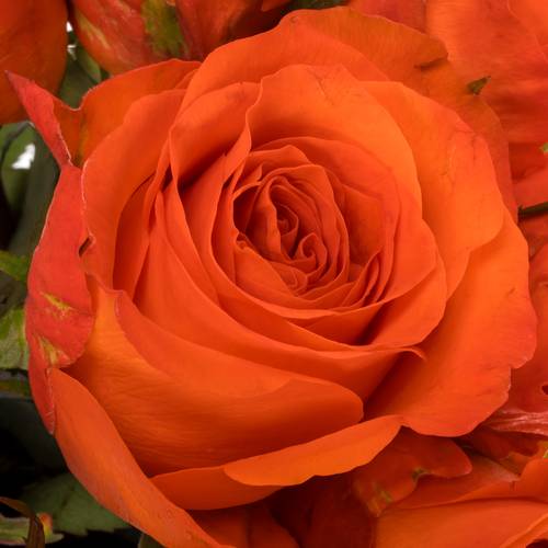 Rose orange Garfield 40cm