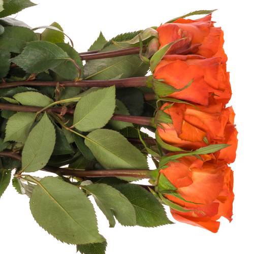 Rose orange Garfield 40cm