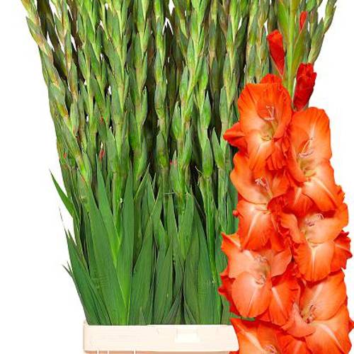 Gladiole rot-orange Stormy 120 cm Extra lang