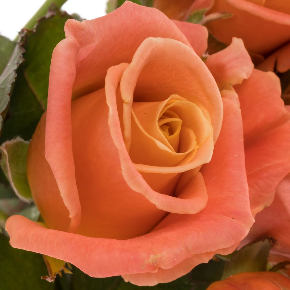 Rose rosa/lachs Miss Piggy 50cm