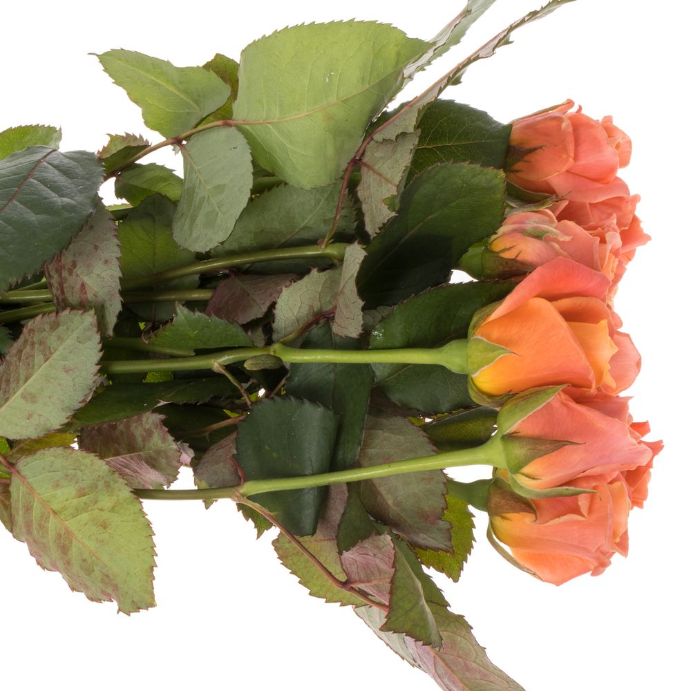 Rose rosa/lachs Miss Piggy 50cm