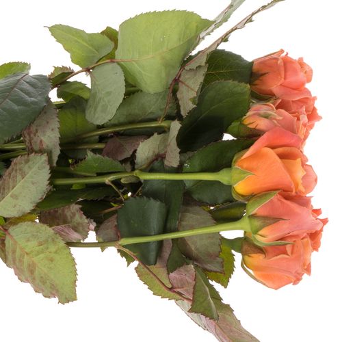 Rose rosa/lachs Miss Piggy 50cm