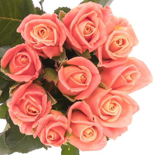 Rose rosa/lachs Miss Piggy 50cm
