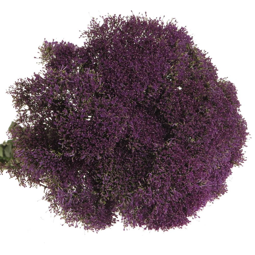 Tragelium dunkel lila Corine Purple 70cm