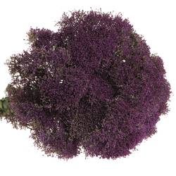 Tragelium dunkel lila Corine Purple 70cm