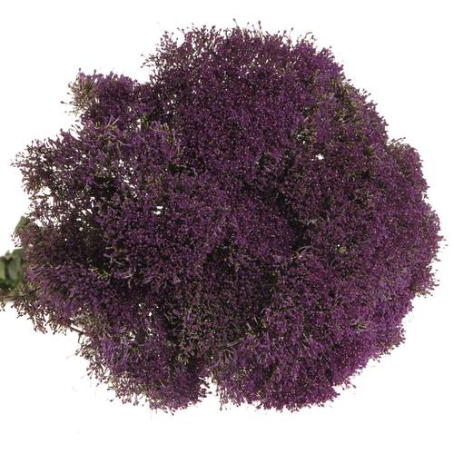 Tragelium dunkel lila Corine Purple 70cm