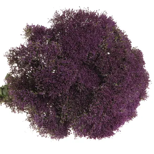 Tragelium dunkel lila Corine Purple 70cm