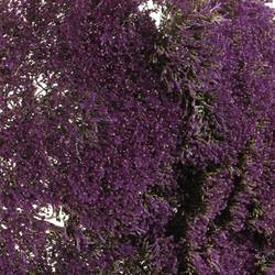 Tragelium dunkel lila Corine Purple 70cm