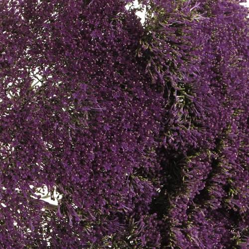 Tragelium dunkel lila Corine Purple 70cm
