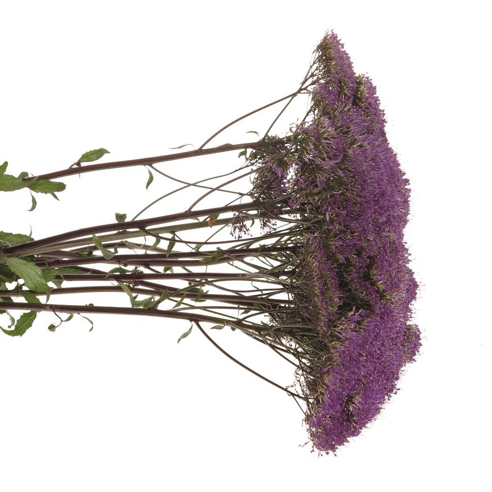 Tragelium dunkel lila Corine Purple 70cm