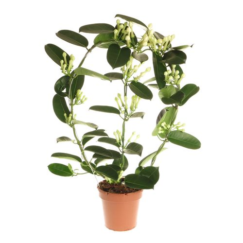 Stephanotis Fleur 9-10Bl. T12 H45