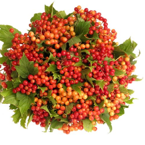 Viburnum rot Compactum 2/3 Kopf 40cm