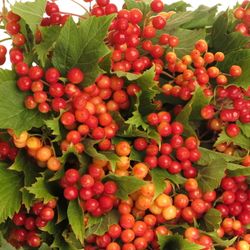 Viburnum rot Compactum 2/3 Kopf 40cm