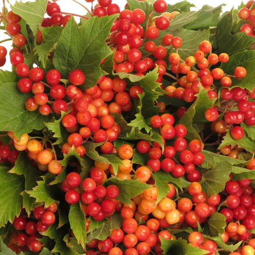 Viburnum rot Compactum 2/3 Kopf 40cm