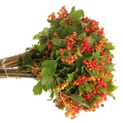 Viburnum rot Compactum 2/3 Kopf 40cm