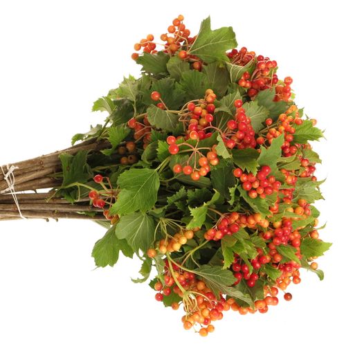 Viburnum rot Compactum 2/3 Kopf 40cm