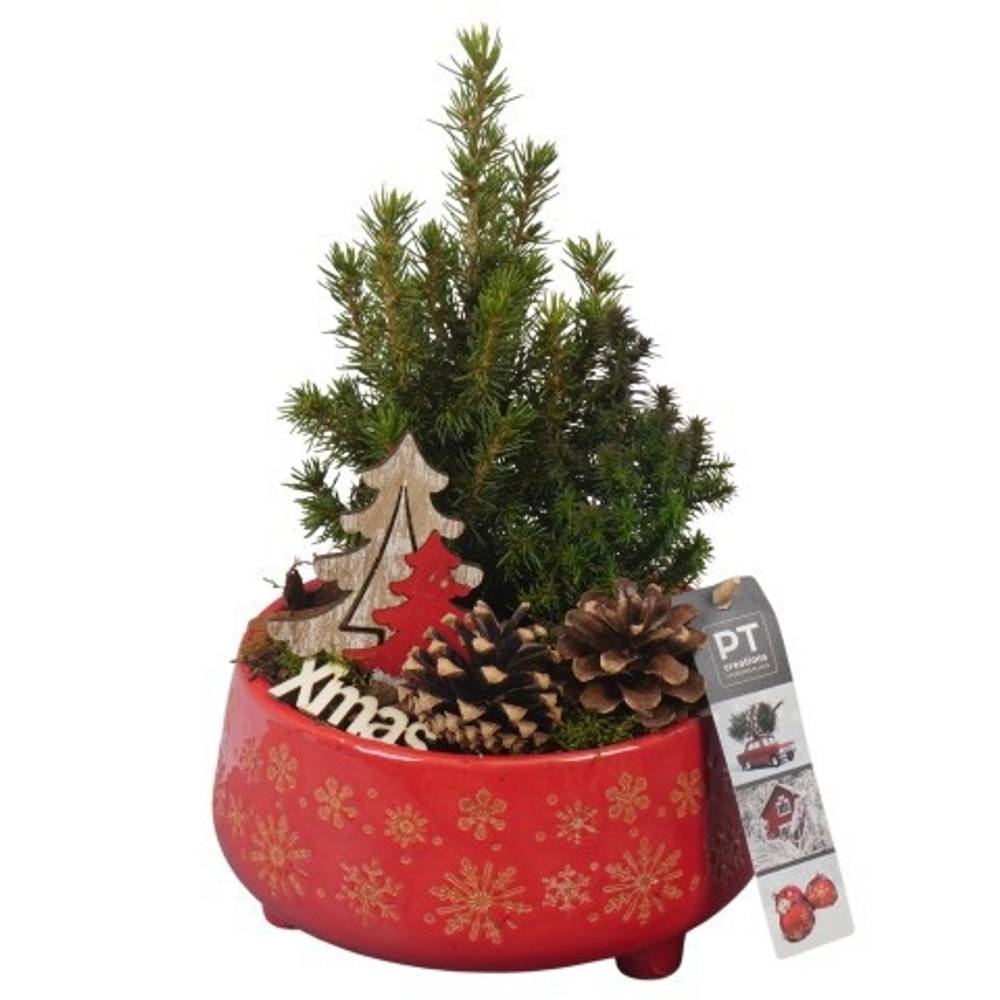 Picea.Arr PTCWW6911 Weihnachten T18 H029