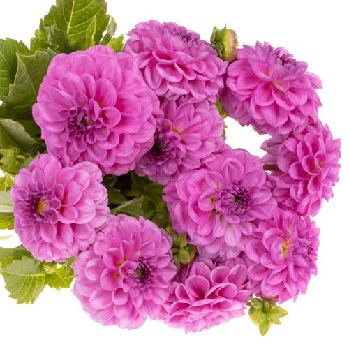 Dahlia lila Scout 40cm