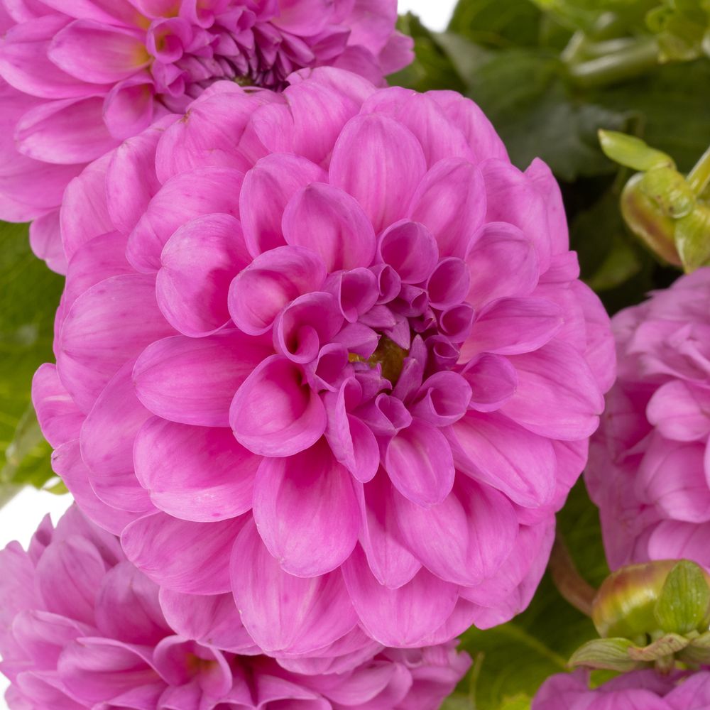 Dahlia lila Scout 40cm
