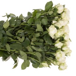 Rose verzweigt weiss Miss Bombastic 5+Blüte 60cm